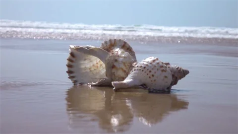 Video of shell by the ocean in real slow motion Stock Footage 80078490