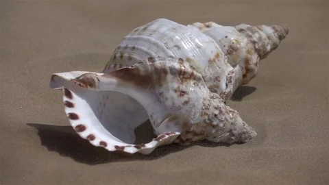 Video of shell on the sand in real slow motion Stock Footage 77480778