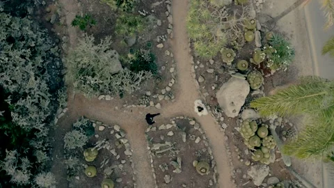 Video shooting from a drone of a bride and groom in a cactus park Stock Footage 220125362