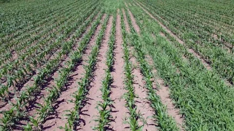 Video shooting with drone of a growing cornfield Stock Footage 130195981
