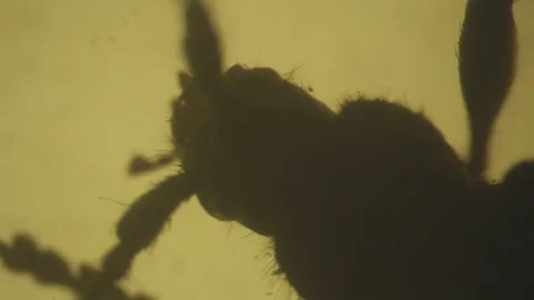 Video shooting motion of thick-legged flower beetle under microscope Stock Footage 91235757