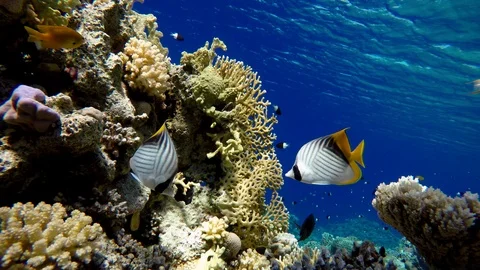 Video shooting at a shallow depth. The corals and tropical fish. Stock Footage 93143307