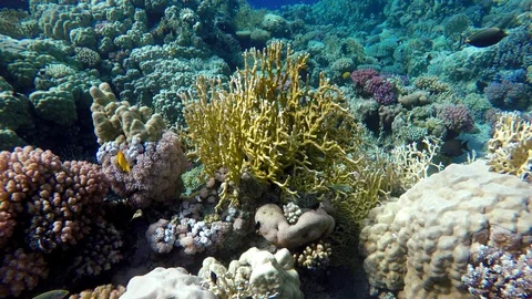 Video shooting at a shallow depth. The corals and tropical fish. Stock Footage 93397865