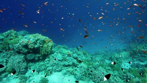 Video shooting at a shallow depth. The corals and tropical fish. Stock Footage 93503226