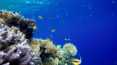 Video shooting at a shallow depth. The corals and tropical fish. Stock Footage 93590613