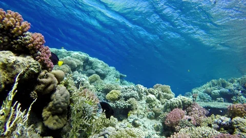 Video shooting at a shallow depth. The corals and tropical fish. Stock Footage 93739497