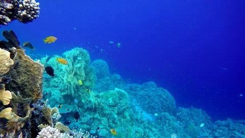 Video shooting at a shallow depth. The corals and tropical fish. Stock Footage 93749844