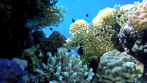 Video shooting at a shallow depth. The corals and tropical fish. Stock Footage 94074815
