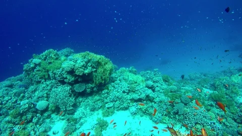 Video shooting at a shallow depth. The corals and tropical fish. Stock Footage 94225716