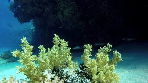Video shooting at a shallow depth. The corals and tropical fish. Stock Footage 94331863