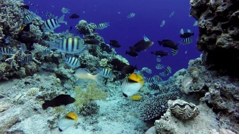 Video shooting at a shallow depth. The corals and tropical fish. Stock Footage 94493973