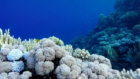 Video shooting at a shallow depth. The corals and tropical fish. Stock Footage 94621519