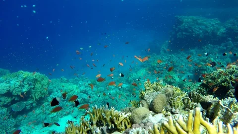 Video shooting at a shallow depth. The corals and tropical fish. Stock Footage 94660364