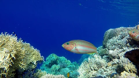 Video shooting at a shallow depth. The corals and tropical fish. Stock Footage 94706499