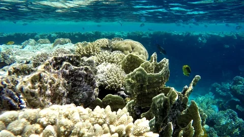 Video shooting at a shallow depth. The corals and tropical fish. Stock Footage 95525277