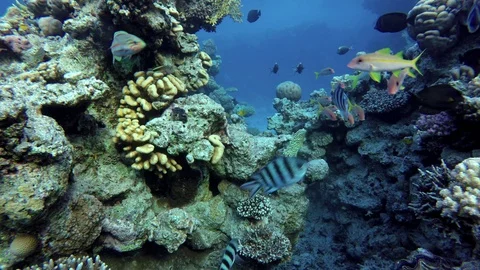Video shooting at a shallow depth. The corals and tropical fish. Stock Footage 95911482