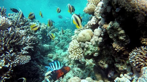 Video shooting at a shallow depth. The corals and tropical fish. Stock Footage 95949874