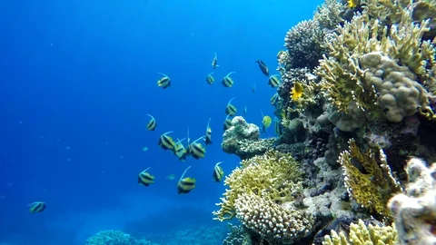 Video shooting at a shallow depth. The corals and tropical fish. Stock-Footage 96212327