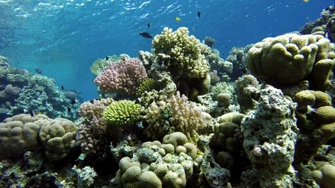 Video shooting at a shallow depth. The corals and tropical fish. Stock Footage 96258179