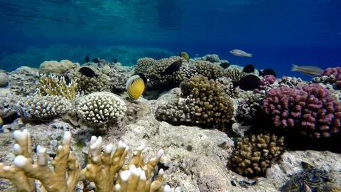 Video shooting at a shallow depth. The corals and tropical fish. Stock-Footage 96348806
