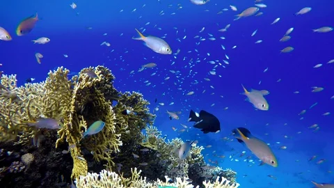 Video shooting at a shallow depth. The corals and tropical fish. Stock Footage 96882604