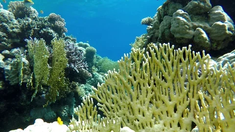Video shooting at a shallow depth. The corals and tropical fish. Stock Footage 97123975