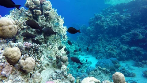 Video shooting at a shallow depth. The corals and tropical fish. Stock Footage 97525187