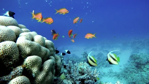 Video shooting at a shallow depth. The corals and tropical fish. Stock Footage 97782317