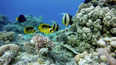 Video shooting at a shallow depth. The corals and tropical fish. Stock Footage 98246718