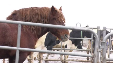 Video shot from the hands. Portrait of a red horse Stock-Footage 125118077
