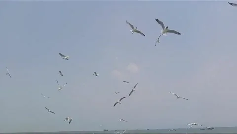 Video shot from the river Padma while going from Sadarghat to Vola Banglades Stock Footage 270917902