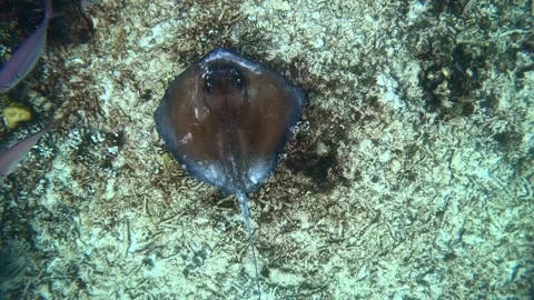 Video shot of a small stingray in the sea Stock Footage 289227612