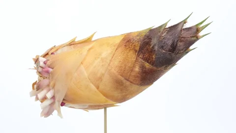 Video shot while turning a large bamboo shoot on a white background. 스톡 동영상 262013523