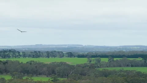 A video showcases a bird soaring over a lush field and trees Video stock 319592919