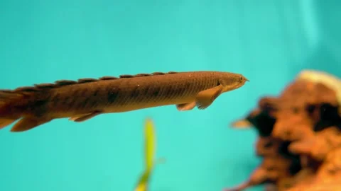 This video showcases a close-up view of a Polypterus fish swimming Stock Footage 239380100