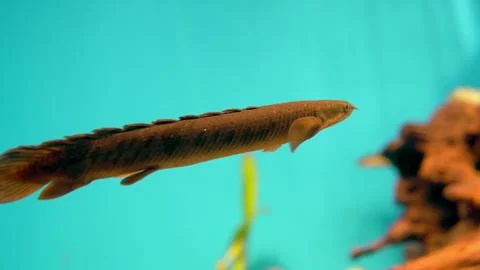 This video showcases a close-up view of a Polypterus fish swimming in an aqua Stock Photos