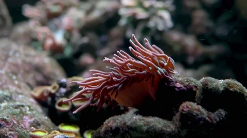 The video showcases a close-up view of vibrant corals in an aquarium, displaying Stock Footage 239381551