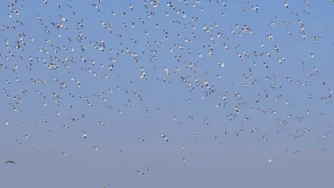 The video showcases a flock of seagulls soaring gracefully against the back. Stock Footage 256991324