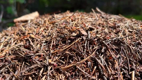 The video showcases a forest floor, featuring pine needles and ants Video stock 285309392