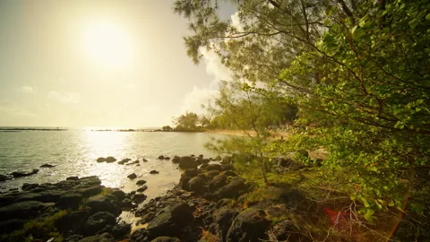 The video showcases a sunset over calm water, framed by trees Stock Footage 314565701