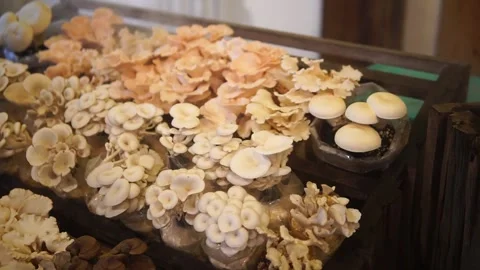 A video showcasing various types of mushrooms in diverse shapes, colors, and siz Video stock 301582350