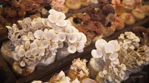 A video showcasing various types of mushrooms in diverse shapes, colors, and siz Video stock 301582360