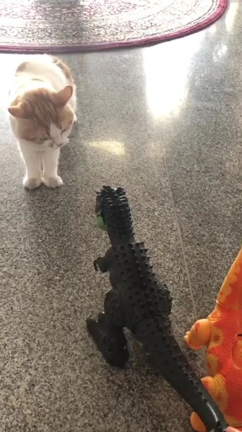 Video shows an angry cat slaps a t-rex toy Stock Footage 272885989