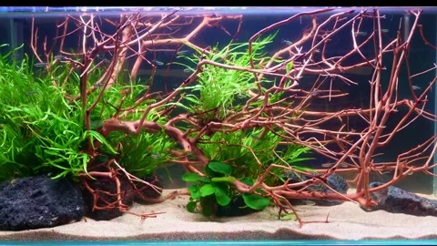 The video shows an aquarium without water with beautiful plants. Stock Footage 296498941