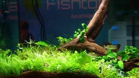 The video shows an aquarium without water with beautiful plants. Stock Footage 296498992