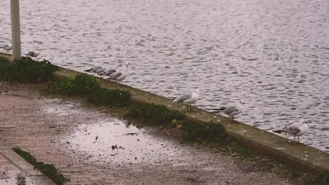 Video shows black headed gulls sitting at the side of a lake in a park. Vidéo 150116656