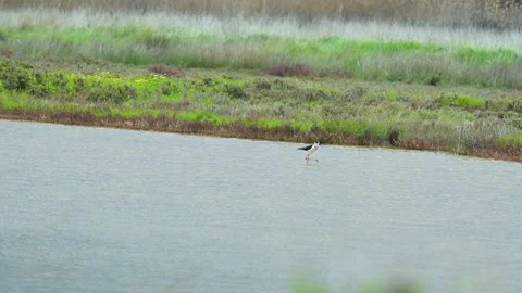 Video shows Black-winged stilt birds in their habitat. Stock Footage 238772146