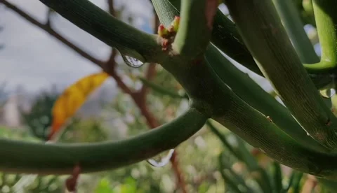 A video shows a close up of rain drops on plants Stock Footage 315090618