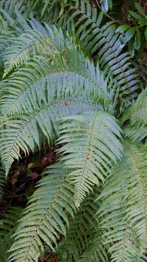 The video shows a dense patch of ferns. Vertical video. pano 스톡 동영상 261864371