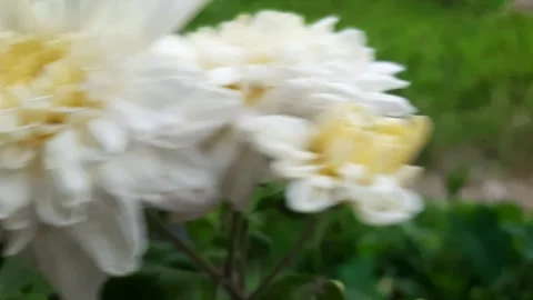 A video shows a flower Video stock 304087558